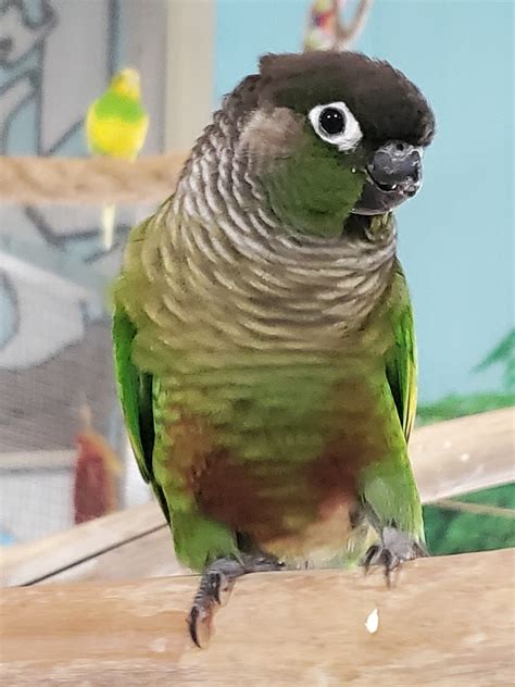 male green cheek conure